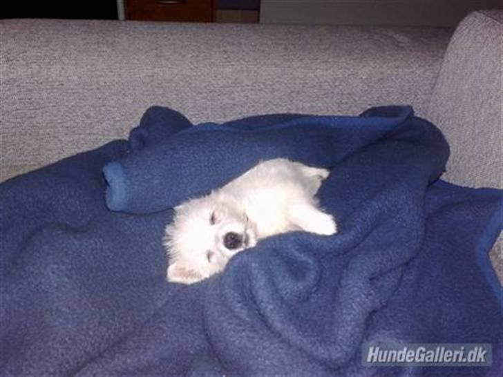 West highland white terrier Liva - Et lille hvalpe-billede billede 3