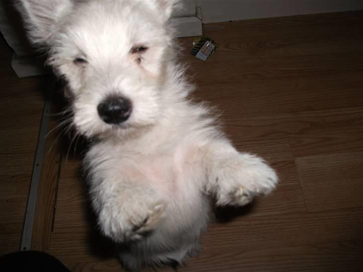 West highland white terrier Liva - Artisten Liva der kan stå på to ben :) Dog et gammelt billede billede 4