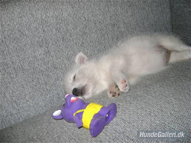 West highland white terrier Liva - Liva der jeg fik hende hjem - læg mærke til størrelsesforskellen på hende og kattelegetøjet billede 5