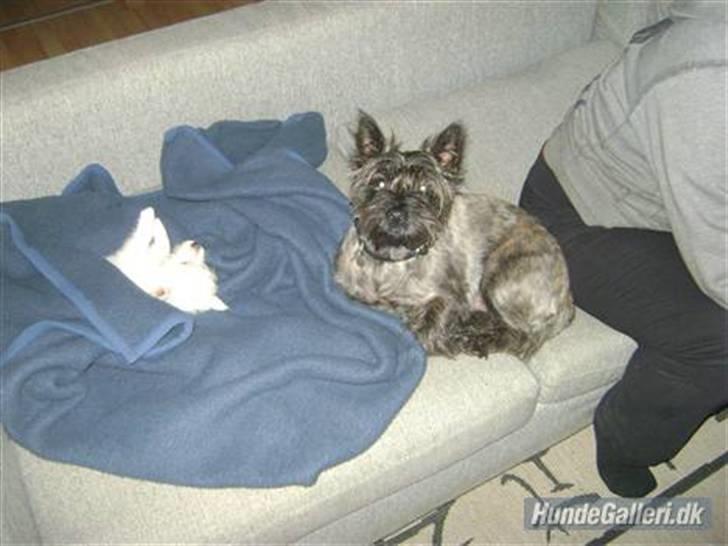 West highland white terrier Liva - Ricky og Liva der hygger :) Et hvalpe-billede billede 6