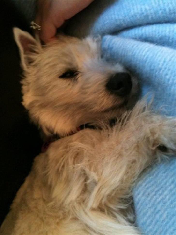 West highland white terrier Liva - I må meget gerne lægge en kommentar og bedømmelse - tak for besøget :) billede 7