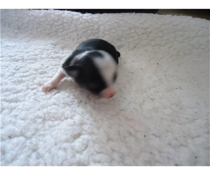 Chihuahua Coco Casanova billede 4