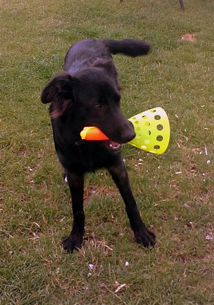 Blanding af racer Basse billede 1