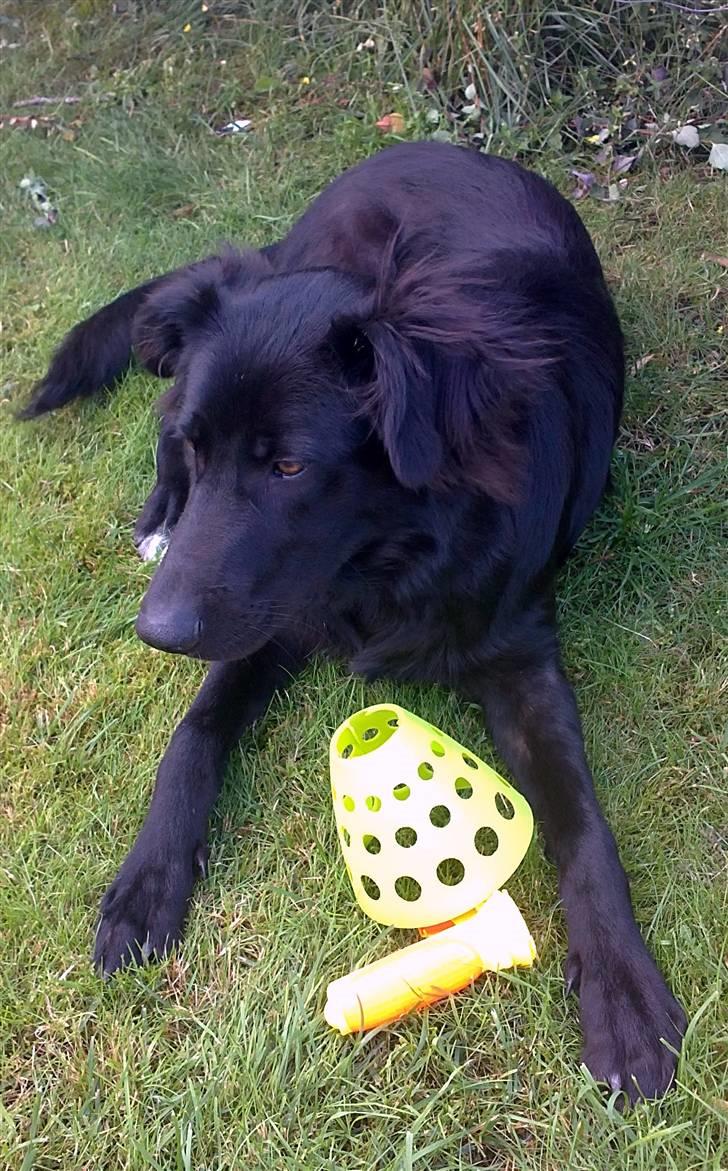 Blanding af racer Basse billede 3