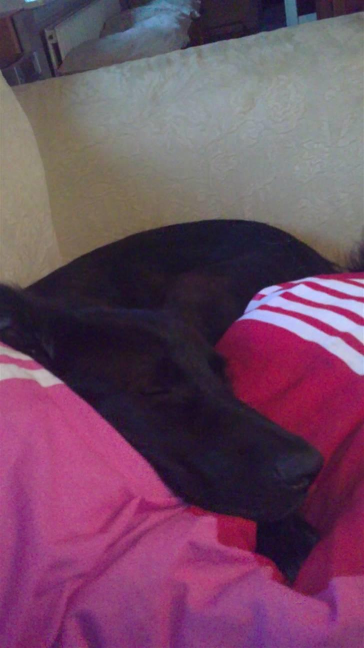 Blanding af racer Basse billede 4