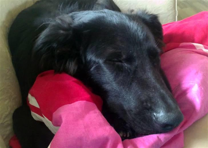 Blanding af racer Basse billede 6