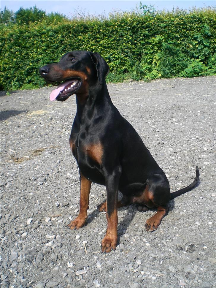 Dobermann Diego R.I.P. savnet og elsket billede 8