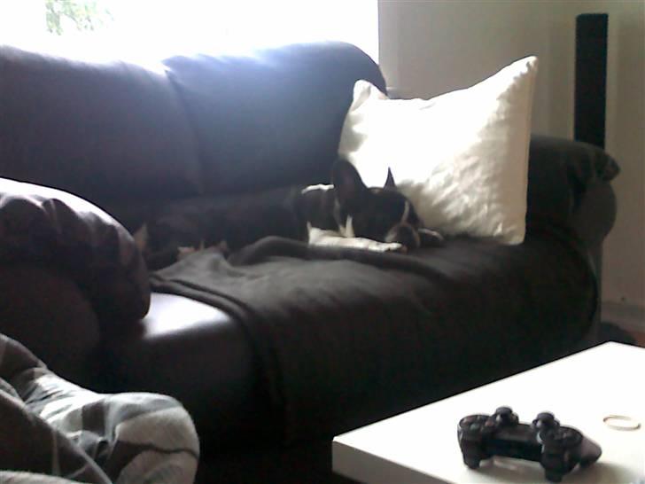 Fransk bulldog Buffas - Uha, det med en hel sofa for mig selv, det er lige mig ;) billede 14