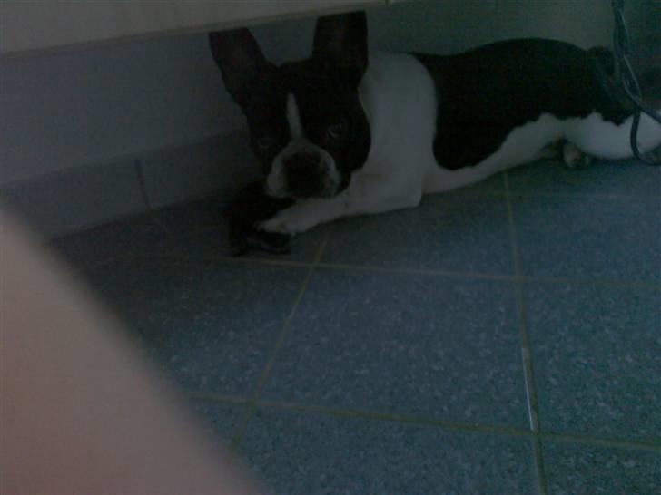 Fransk bulldog Buffas - EJ! Nu havde jeg ellers lagt mig ind under skabet med din strømpe, hvordan fandt du mig?? billede 15