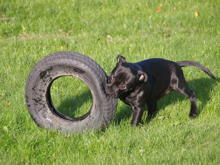 Staffordshire bull terrier **Angelic Staff ENZO** billede 10