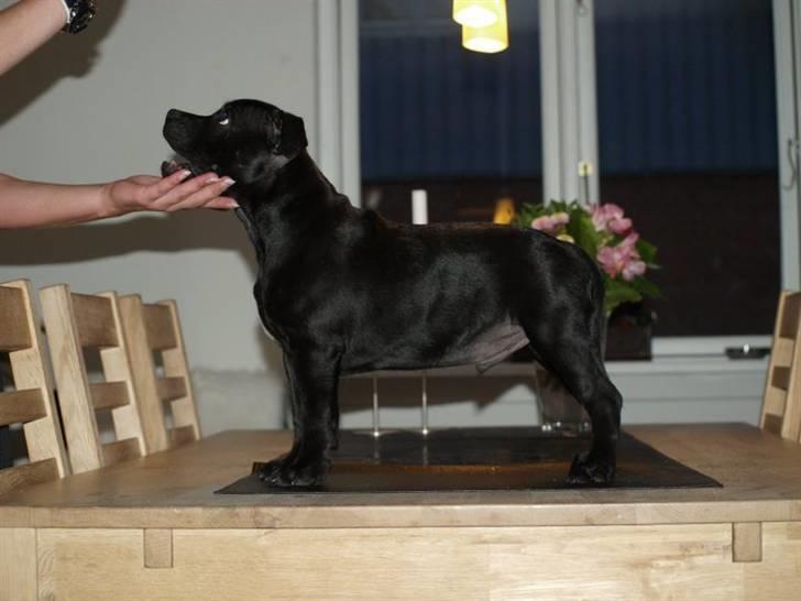 Staffordshire bull terrier **Angelic Staff ENZO** billede 11