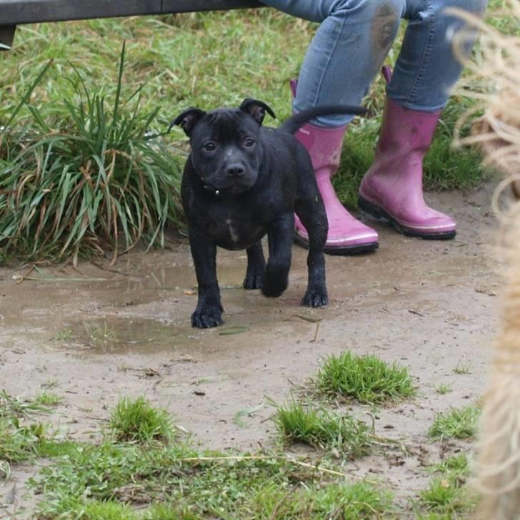 Staffordshire bull terrier **Angelic Staff ENZO** billede 12