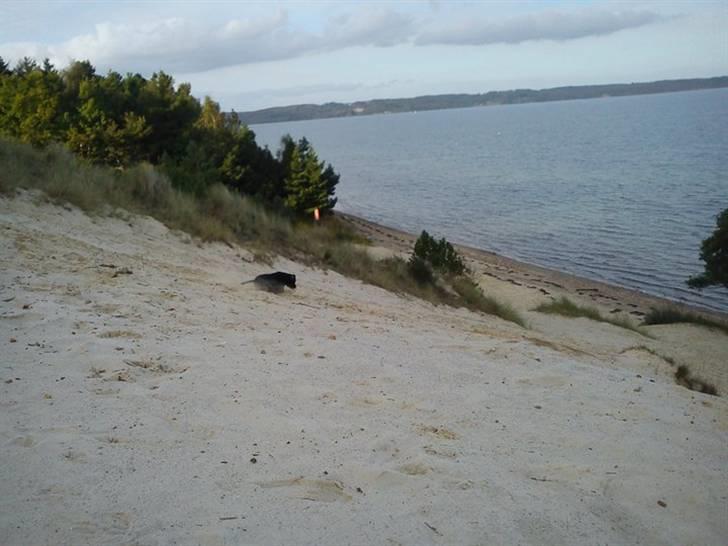 Staffordshire bull terrier **Angelic Staff ENZO** billede 13