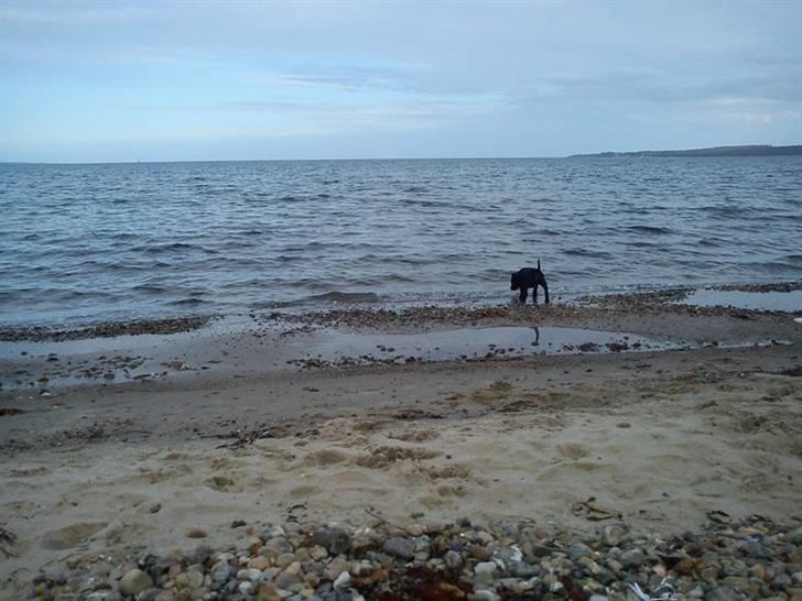 Staffordshire bull terrier **Angelic Staff ENZO** billede 14