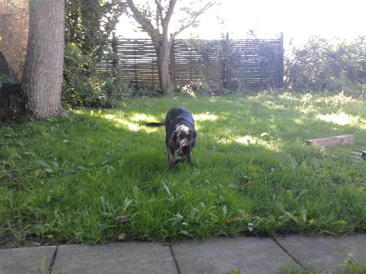 Blanding af racer dooley - jeg kommer nu billede 1