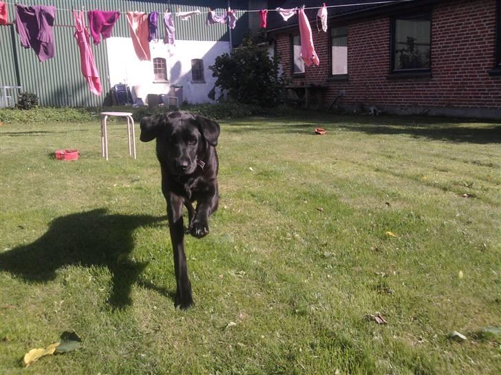 Labrador retriever mille - se min pote billede 6