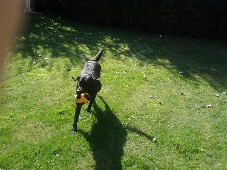 Labrador retriever mille - se min bold billede 7