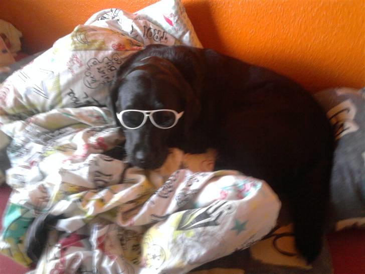 Labrador retriever mille - er jeg ikke sej billede 8