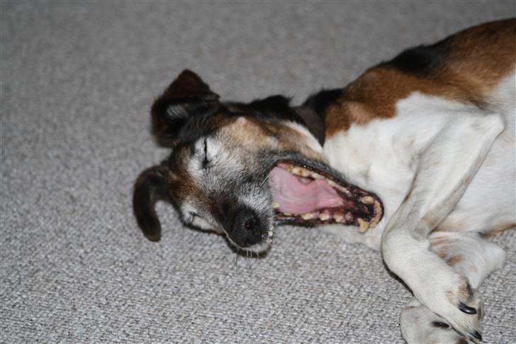 Glathåret foxterrier Ricko - Det lille vovdyr er vidst blevet træt : D - Billede taget af mig. billede 3
