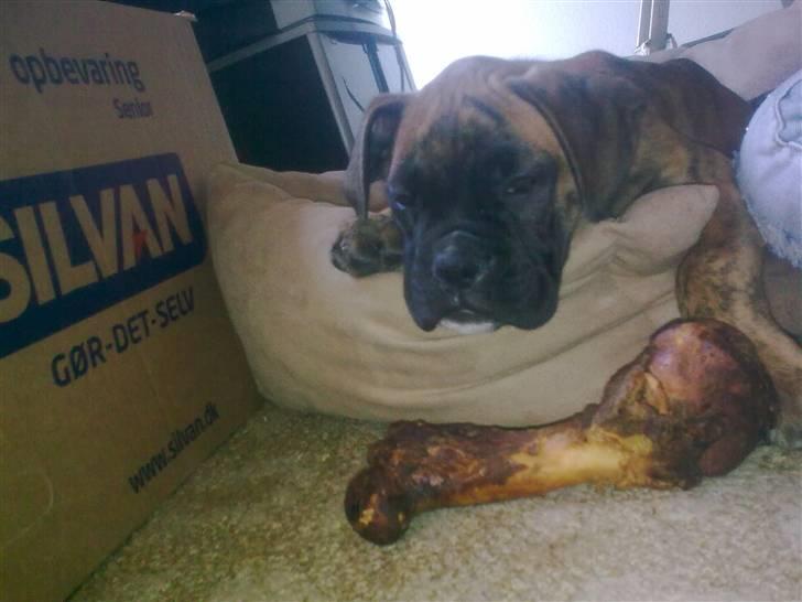 Boxer Mito billede 1