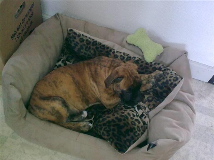 Boxer Mito billede 2