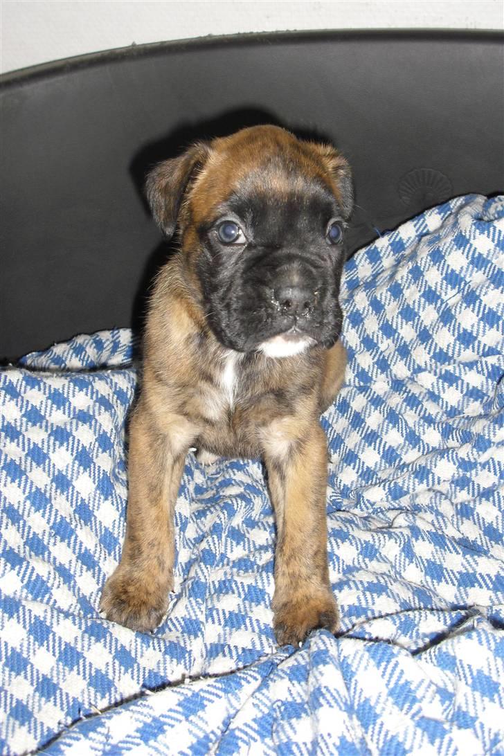 Boxer Mito billede 3