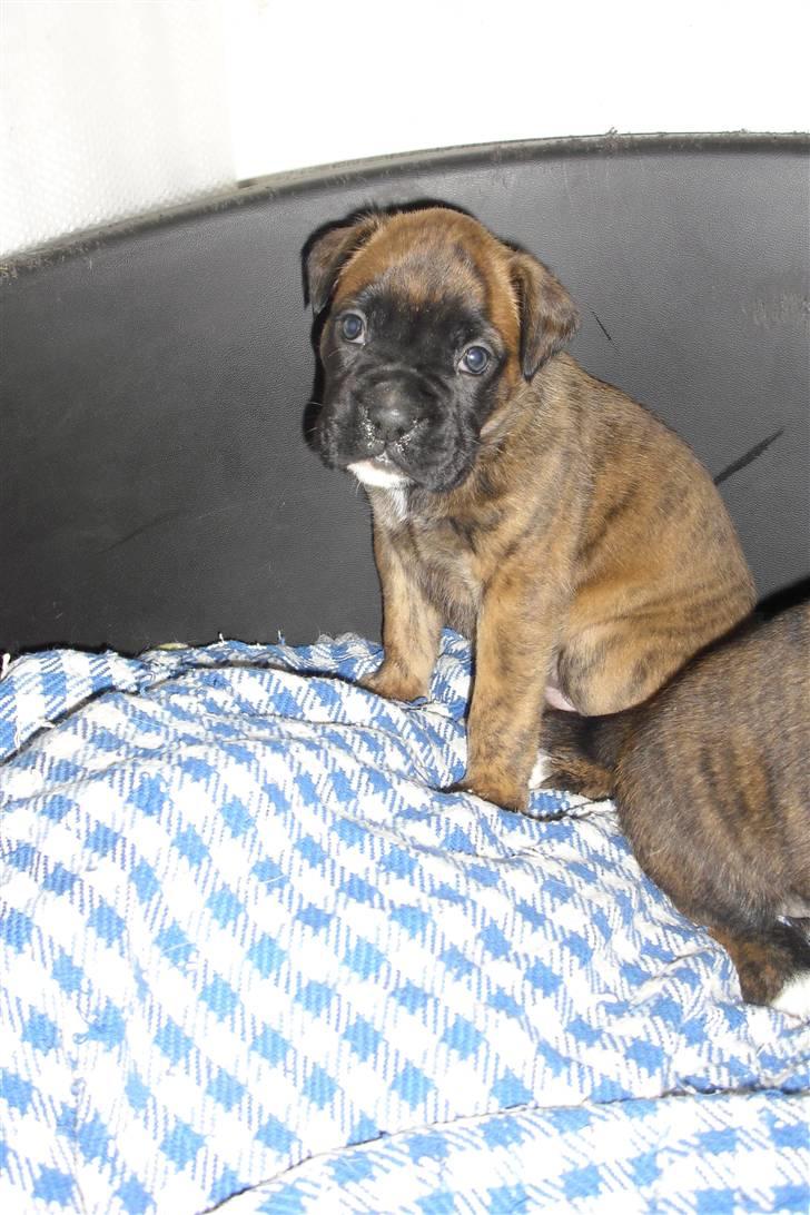 Boxer Mito billede 4