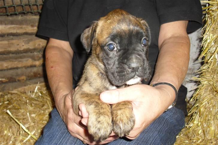 Boxer Mito billede 5