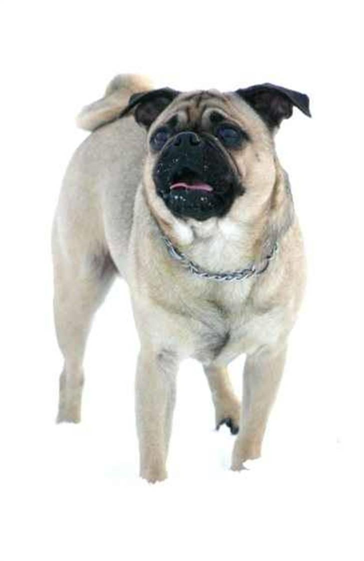 Blanding af racer Mops/Griffon Rocco billede 1