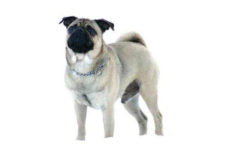 Blanding af racer Mops/Griffon Rocco billede 2