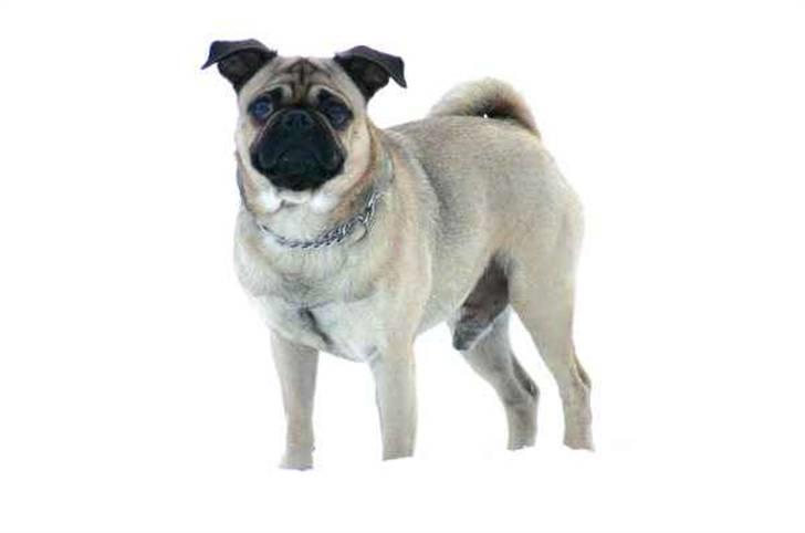 Blanding af racer Mops/Griffon Rocco billede 3