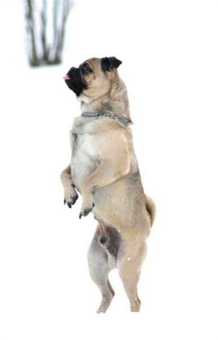 Blanding af racer Mops/Griffon Rocco billede 4