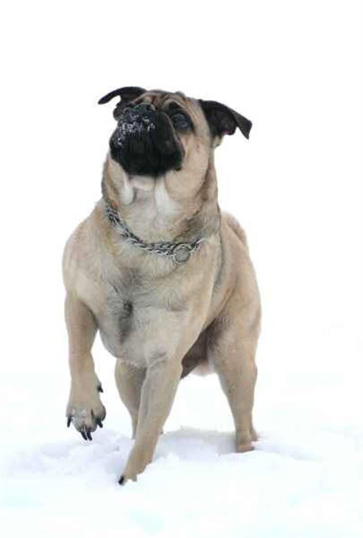 Blanding af racer Mops/Griffon Rocco billede 5