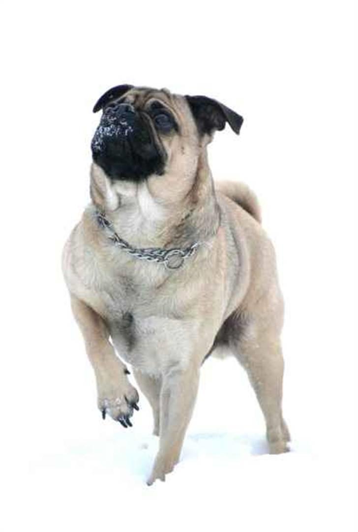 Blanding af racer Mops/Griffon Rocco billede 6