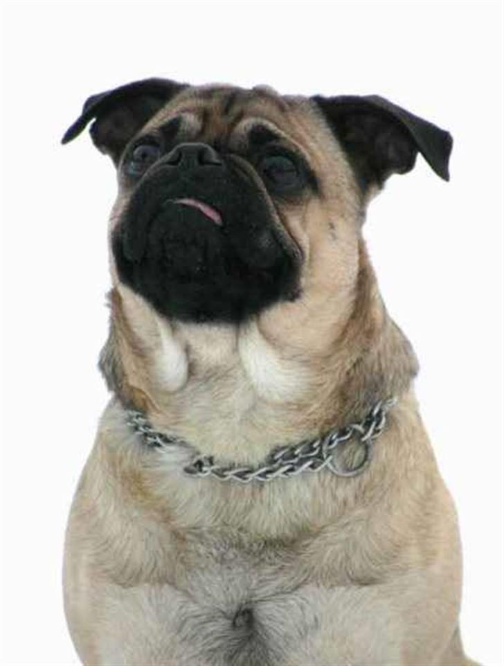 Blanding af racer Mops/Griffon Rocco billede 7