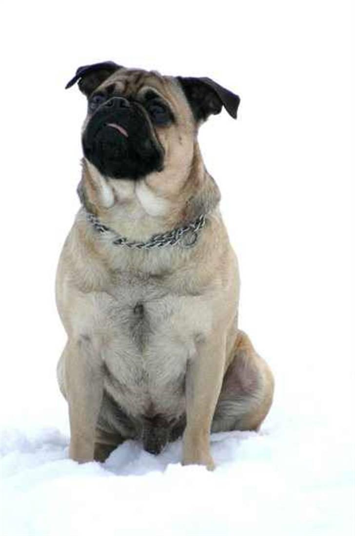 Blanding af racer Mops/Griffon Rocco billede 8