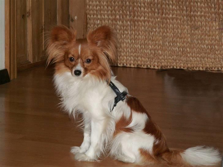 Blanding af racer Luna billede 19