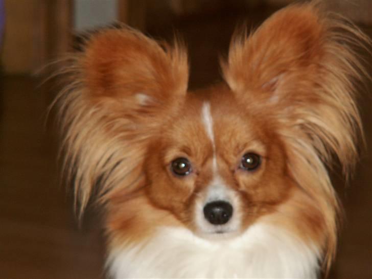 Blanding af racer Luna billede 20