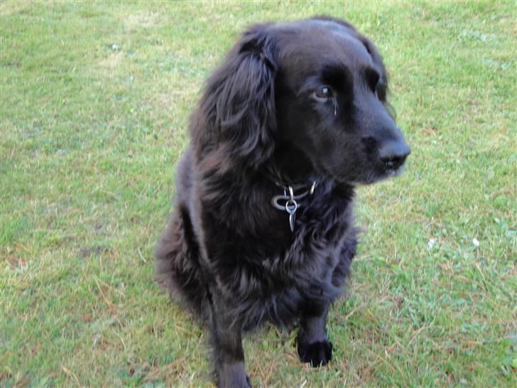 Blanding af racer Lady *Himmelhund* billede 1