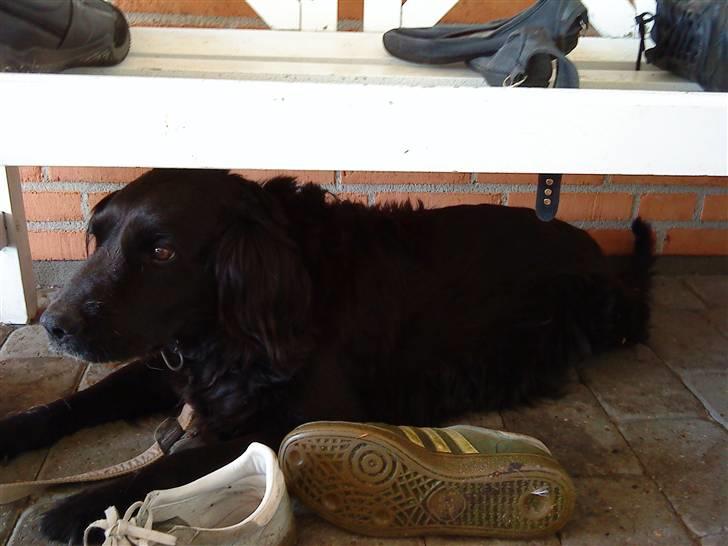 Blanding af racer Lady *Himmelhund* billede 2