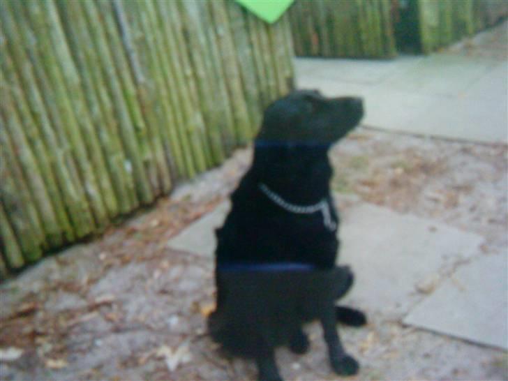 Blanding af racer Lady *Himmelhund* billede 3