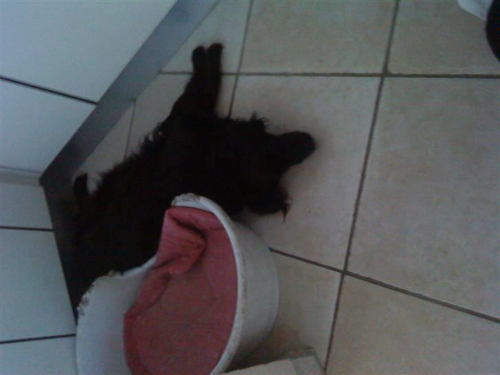 Blanding af racer Lady *Himmelhund* billede 4