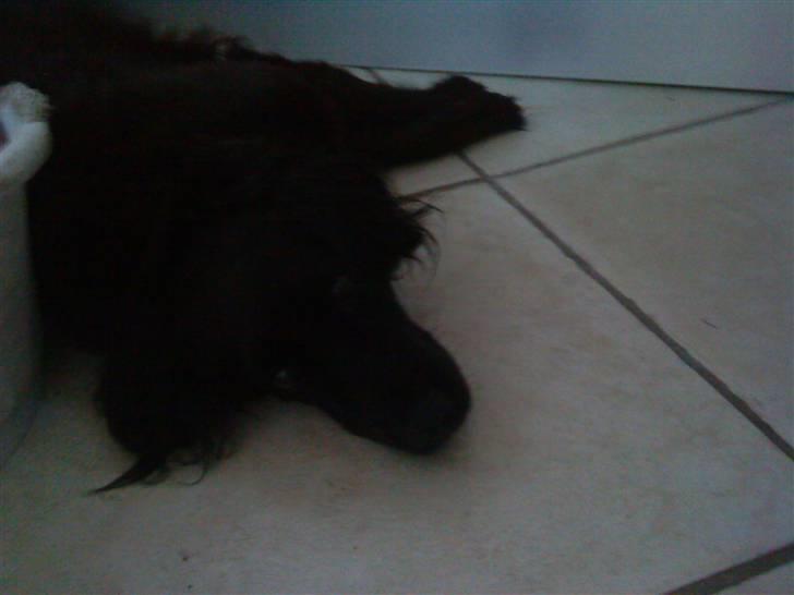 Blanding af racer Lady *Himmelhund* billede 5