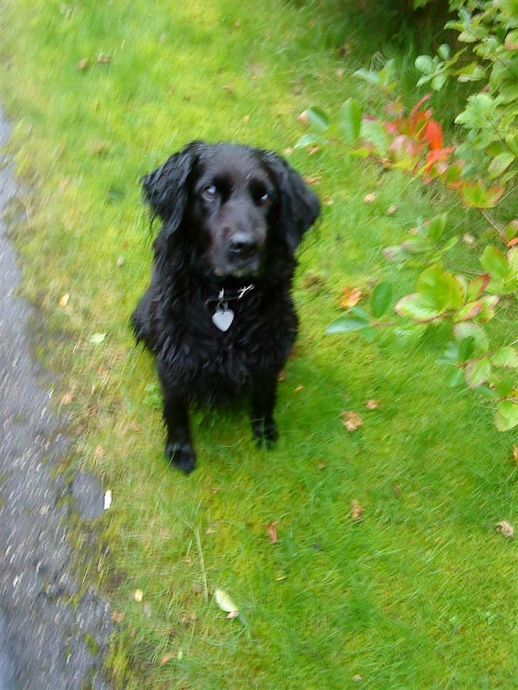 Blanding af racer Lady *Himmelhund* billede 6