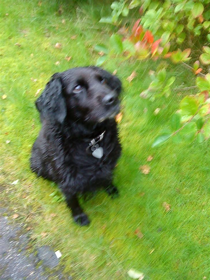 Blanding af racer Lady *Himmelhund* billede 7