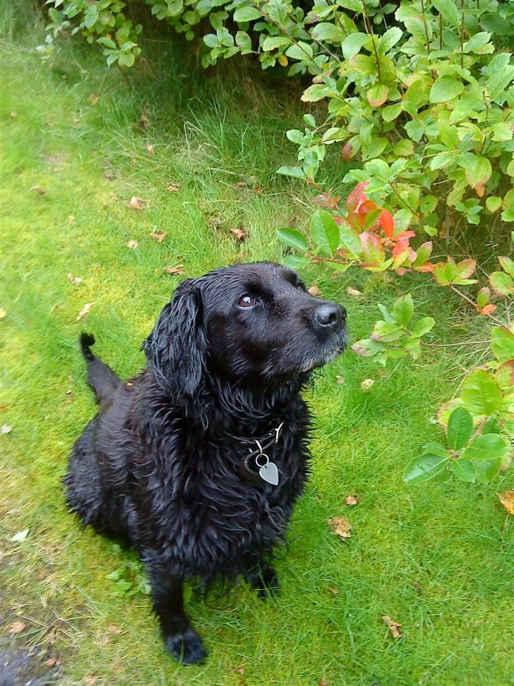 Blanding af racer Lady *Himmelhund* billede 8