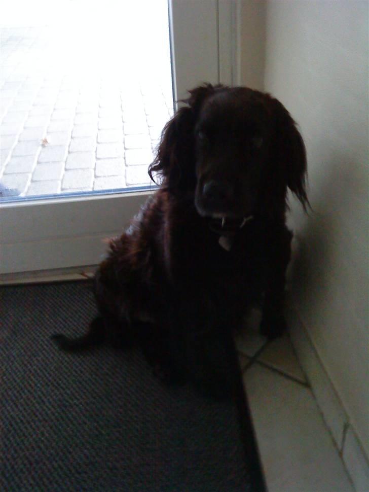 Blanding af racer Lady *Himmelhund* billede 9