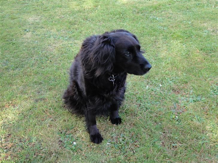 Blanding af racer Lady *Himmelhund* billede 10