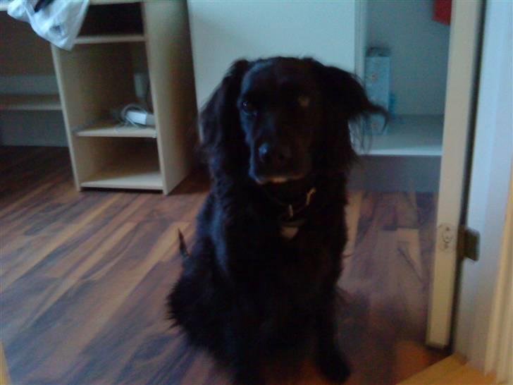 Blanding af racer Lady *Himmelhund* billede 11