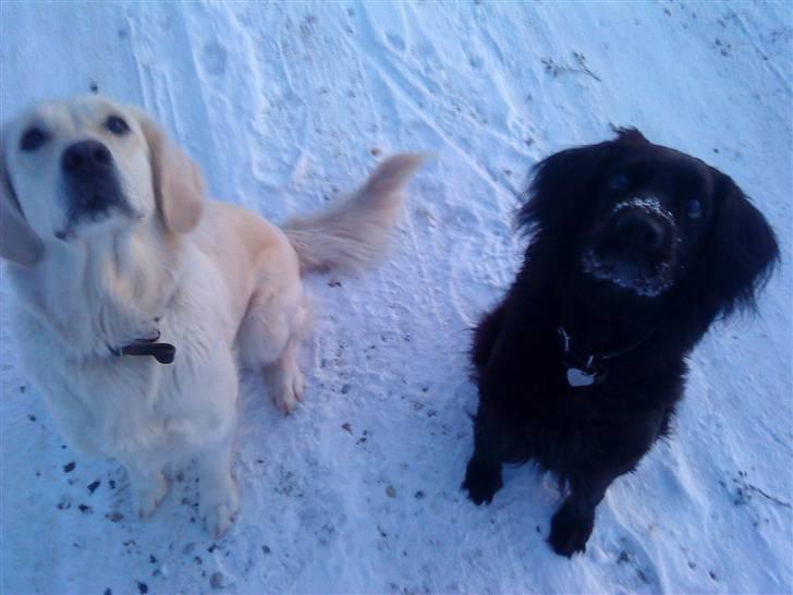 Blanding af racer Lady *Himmelhund* billede 12